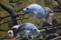 Британский зоопарк ищет подругу для двух мужских особей вымирающего вида рыб