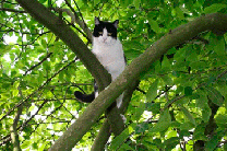 Пытаясь спасти кота, полицейский сам застрял на дереве