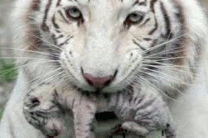 Тигрюля родила 3 детенышей в крымском зоопарке