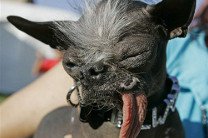 Самые уродливые собаки в мире посоревнуются в конкурсе \"красоты\" 