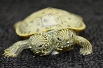 В Зоопарке Сан-Антонио родилась двухголовая черепаха