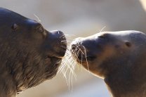Морские львы Галапагоса могут вымереть из-за ослабления иммунитета