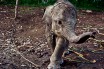  Жители Индонезии взяли в заложники слоненка