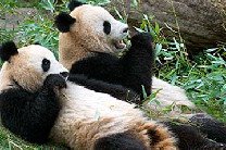 Китайцы будут транслировать жизнь панд в прямом эфире