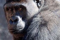 Лидер горилл в австралийском зоопарке отправляется на пенсию
