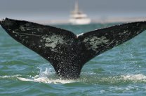 WWF просит не ставить в Охотском море неводы, грозящие китам смертью