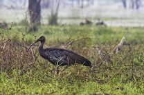 Ученые обнаружили новое место гнездования гигантского ибиса в Камбодже