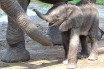 Слониха из американского зоопарка сама дала имя детенышу