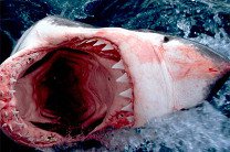Врачи достали из ноги 11-летней американки зуб напавшей на нее акулы