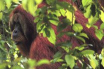 Орангутаны криками оповещают сородичей о своем дневном маршруте