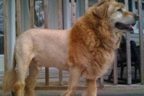 Китай: зоопарк выдавал собаку за подстриженного льва 