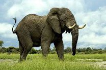 Браконьеры отравили цианидом более 80 слонов в нацпарке в Зимбабве