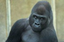 Зоопарк отправил гориллу-«сексиста» на реабилитацию