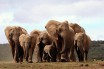 Браконьеры получили в Зимбабве по 16 лет тюрьмы за убийство 80 слонов