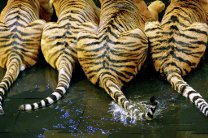Бразильская семья проживает в одном доме с семью тиграми