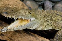 Крокодилы появились в Мексике вблизи населенных пунктов после урагана