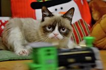 Знаменитые интернет-коты представили рождественский видеоклип