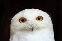 Власти переселят сов из Нью-Йорка, где они стали угрозой для самолетов