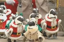 Пингвины в костюмах Санты и елочки прогулялись по парку в Южной Корее
