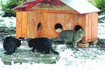 Из киевского зоопарка хотят выгнать котов