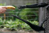 Зоопарк перестал кормить обезьян бананами 