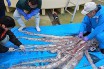 Японские рыбаки поймали гигантского кальмара