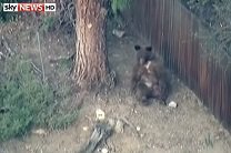 Пожилая пара не заметила медведя на пороге дома 