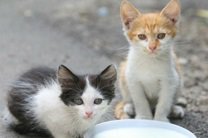 В Донецке котят подбрасывают с Библией