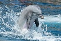 Дельфин примет участие в эстафете олимпийского огня