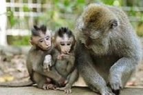 Родились первые генетически модифицированные обезьяны