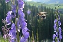 Шмели способны взлететь выше Эвереста
