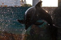 Около 500 дельфинов погибли на побережье Перу