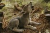 В Испанию вернулись волки: экологи рады
