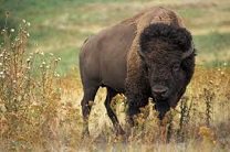 Выходящих за границы нацпарка Йеллоустоун в США бизонов могут убить 