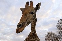 Жираф из датского зоопарка избежал усыпления