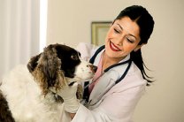 «Испытание эффективности препарата «Неозидин» при пироплазмозе собак»