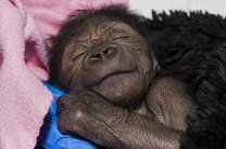 Рожденной с помощью кесарева сечения обезьяне диагностировали пневмонию 