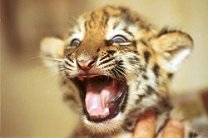 В Крыму новорожденных тигрят назвали Референдум и Весна