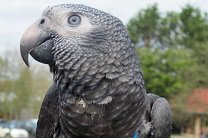 Попугай в Лондоне спас хозяйку от преступника