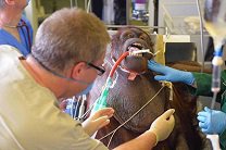 Орангутана избавили от хронического синусита с помощью операции 