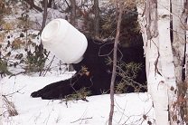 В Канаде оказали помощь медведю с банкой на голове 