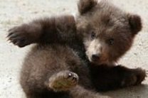 США: медвежонка, покусавшего студентов, не будут убивать