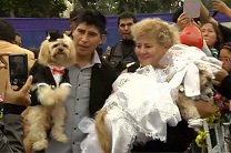 В Перу поженили четыре десятка собак 