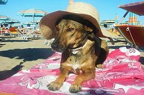 В Италии открылся пляж для собак