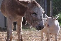 Козел вышел из депрессии после воссоединения с лучшим другом 