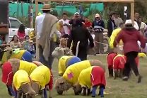 Колумбийские овцы обыграли команду Бразилии в футбольном матче