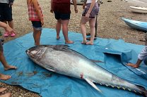 Туристки нашли голубого тунца стоимостью 1,7 миллиона долларов