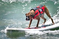 В Калифорнии прошел ежегодный чемпионат по серфингу для собак