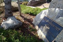 Мемориальное дерево Джорджа Харрисона съели божьи коровки