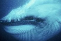 У берегов Камчатки нашли убитого синего кита
